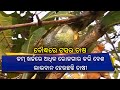Reporter Special: Silkworm Farming In Boudh Dist Of Odisha || KalingaTV