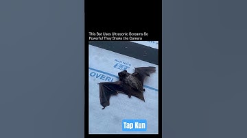 The bat uses ultrasonic sound so Powerful that it shakes the camera#trending #trendingshorts #batman
