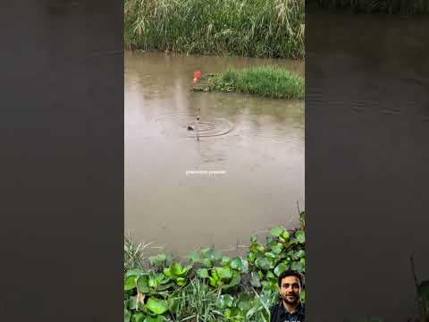 صيد عشرات الأسماك بضربة واحدة صيد ذكي تقنيات الصياد عجينة سحرية صيد عالم التطور والذكاء