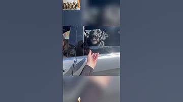 Dog vs. Laser Pointer: Chaos! ?? #dogshorts #funnyvideos #cute #shorts #fypシ #doglover #pet