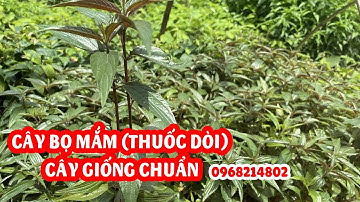 Cây giống bọ mắm (thuốc dòi thân tim) chuẩn - Nhà vườn ship cây đi toàn quốc liên hệ 0968214802