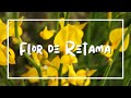 Flor de Retama - Lyric Video