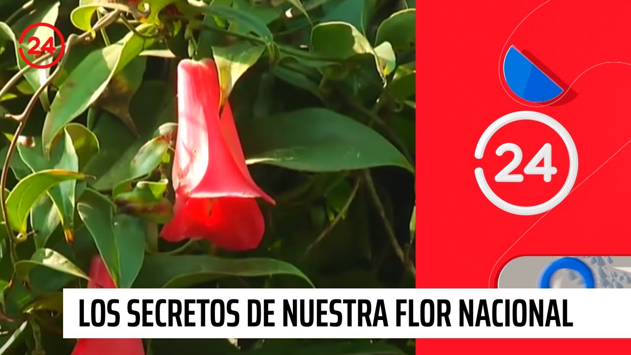El Copihue: Los secretos de nuestra flor nacional | 24 Horas TVN Chile