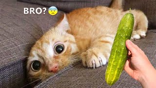 Funniest Cats and Dogs 🐶🐱 | Funny Animal Videos #33