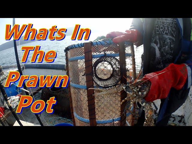 What's In The Prawn Pot - Part 1 