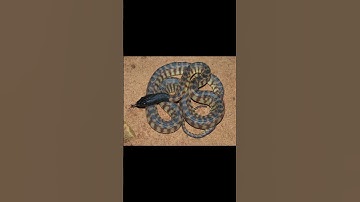 Black headed python (Aspidites melanocephalus)#snake