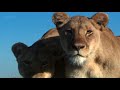 Capture de la vidéo Four Tet Sixteen Oceans X David Attenborough Animals Of Africa