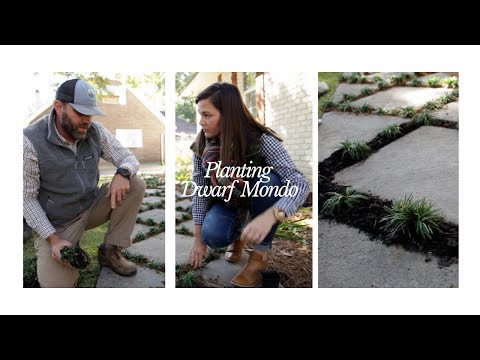 How to Plant Dwarf Monkey Grass | Catherine Arensberg