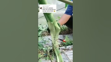 Mẹo ép đu đủ ra nhiều trái. (kỹ thuật trồng đu đủ).