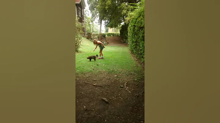 Cat chasing stick