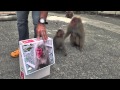 波勝崎苑の猿（実験その2＠Photograph）Japanese Macaque Monkeys