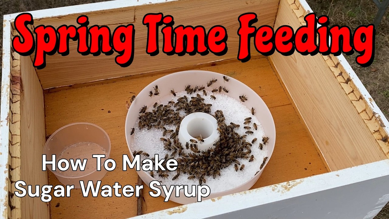 Spring Bee Feeding Time