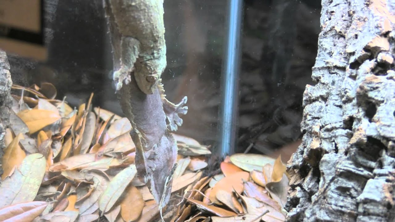 Orlando Reptile Show 2014 - YouTube
