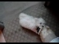 Little Maltese puppy Piper on the attack