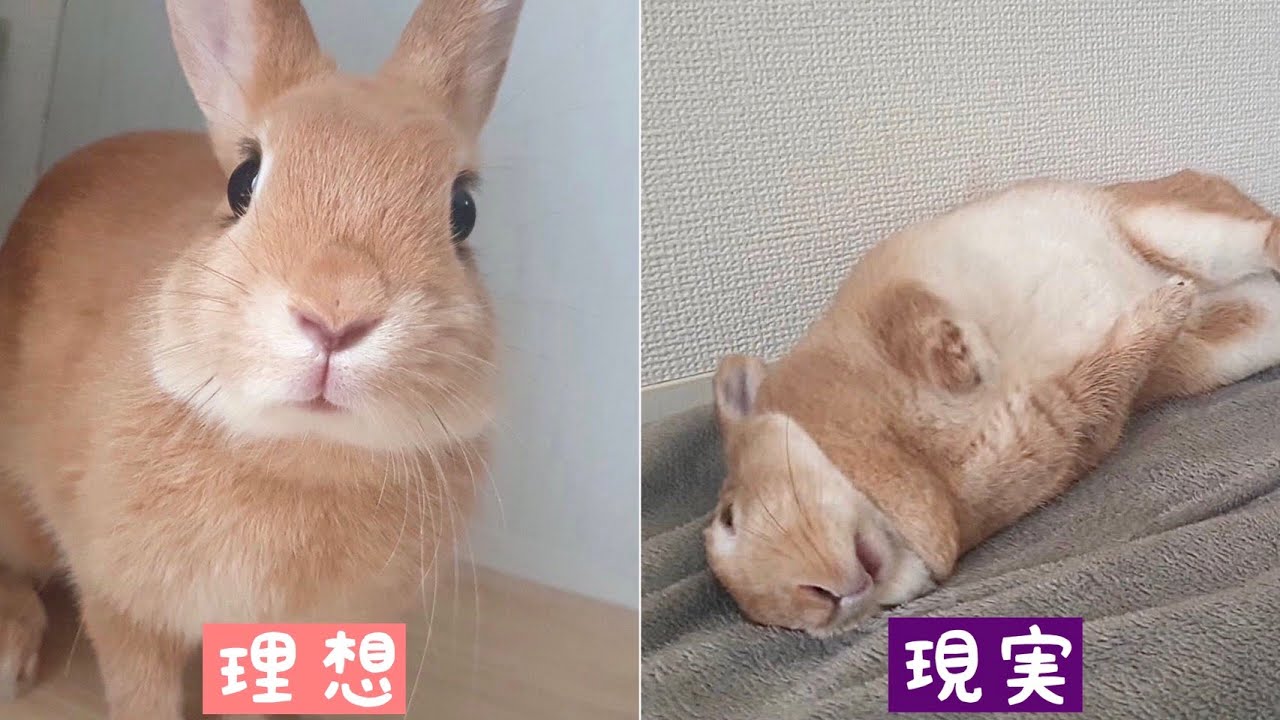 うさぎさんのオフの姿【わがままうさぎ】 - YouTube