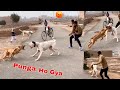 Bully dog ny awara kutu par dhava bol diya