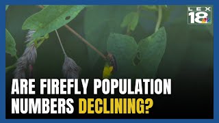 Are Fireflies Disappearing? Uncovering the Truth Behind Their Decline