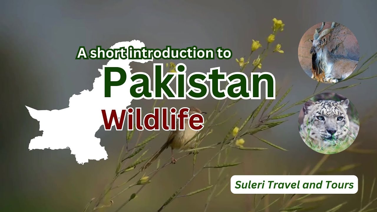 Pakistan Wildlife