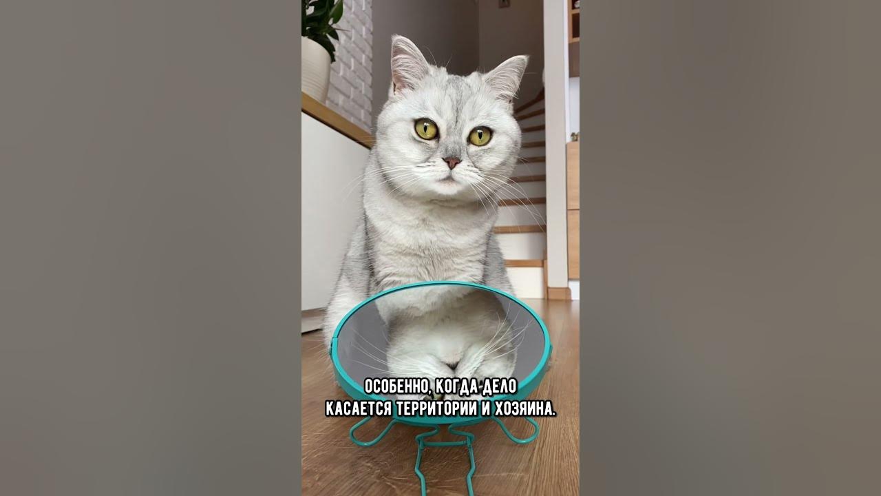 Заводить ли вторую кошку. 5 причин завести кошку. Заводить ли вторую кошку. Две кошки. Заводить ли вторую кошку.