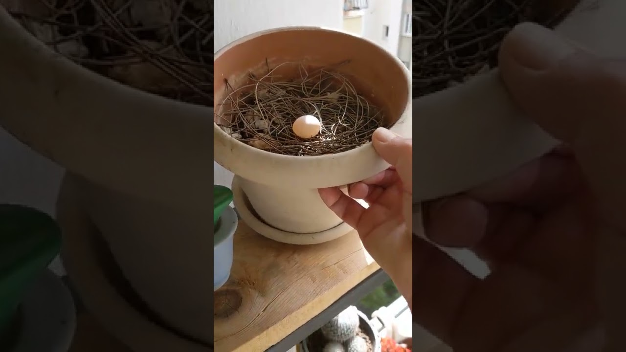 tekrar yuvada kumru yumurtasi