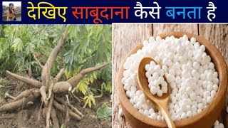 साबूदाना कैसे बनता है | Sabudana Making Process | How its made sago | Tapioca Making Process