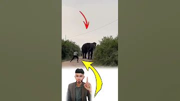 ليست القوة وحدها من تحسم المعركة فالشجاعة وحدها قد ت رعب الفيل Explore Shorts 