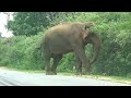 Wild elephants have come to the road in search of food
