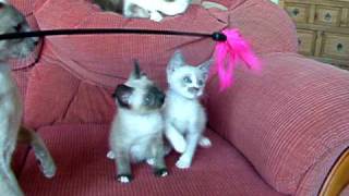 Nevada & Noodles Snowshoe Cats Playing together