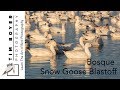 Snow Goose Blastoff Bosque