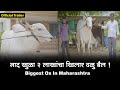 नाद खुळा 2 लाखांचा खिलार वळु बैल ! Official Trailer | Biggest Ox In Maharashtra