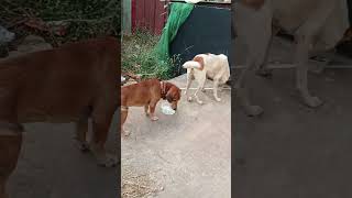 ബ്ലാക്കി വേറെ സ്ഥലത്തേക്ക് പോയി