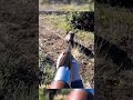 Жесткая охота на дикого кабана — Эпичный выстрел! 🐗🔥#hunting #wildlife #animals