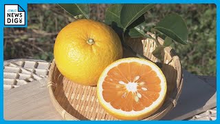 市場にあまり出回らない｢幻のミカン｣　市木オレンジの収穫が最盛期　爽やかな風味が特徴　三重・紀宝町