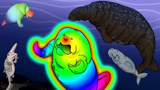 Is Hue Manatee really a Sea Cow? #manatee