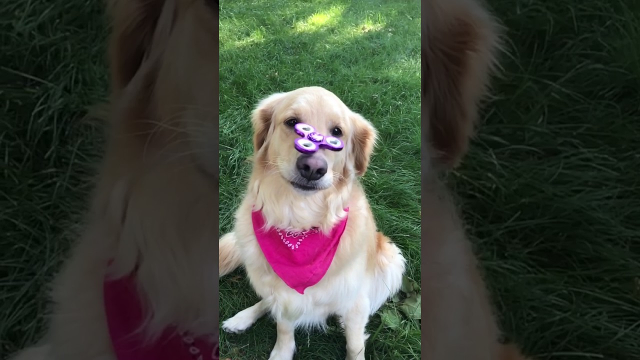 Fidget spinning dog YouTube