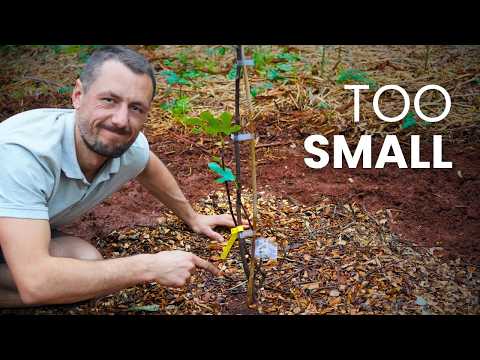 Plant your fruit trees like this, it'll grow faster