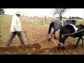 Modernizacion de la agricultura tradicional en Teul de Gonzalez Ortega, Zacatecas
