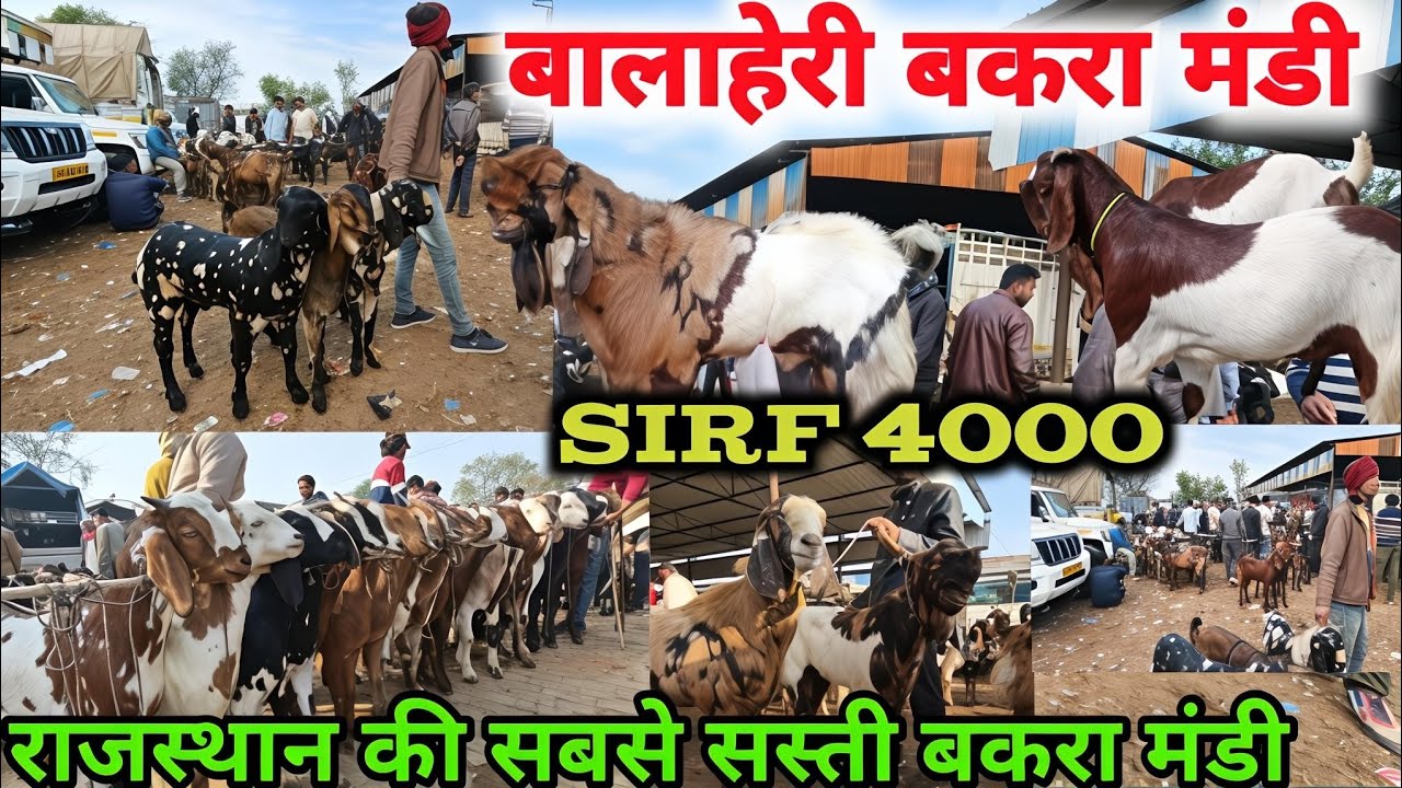 राजस्थान की सबसे सस्ती बकरा मंडी|Balahedi Bakra Mandi Rajasthan big update 