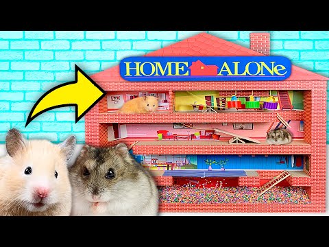 hamsters-maze-"home-alone"-|-vertical-maze