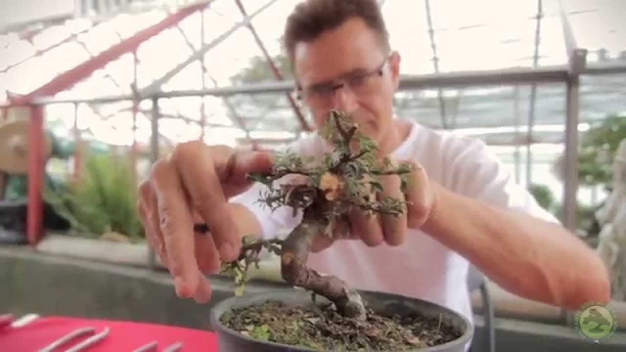 Bonsai - Erstgestaltung eines Cotoneaster aus Rohmaterial
