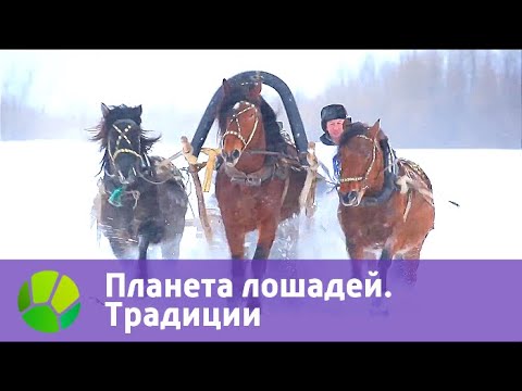 Планета лошадей. Традиции | Живая Планета