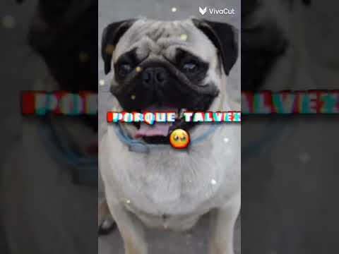 mi perrito las