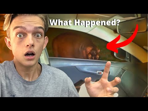 Hippo Death Stare... WHAT DID I DO?