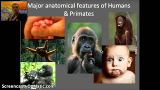 IB Biology Human Evolution