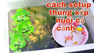 Cách Setup bể cá cảnh đẹp bằng thùng xốp đơn giản - dễ làm và tốn ít chi phí nhất |Ba Duy Vlog.