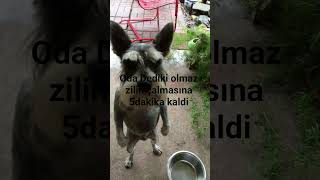 Arkadaşlar Çok Komik Sonuna Kadar Izleyin