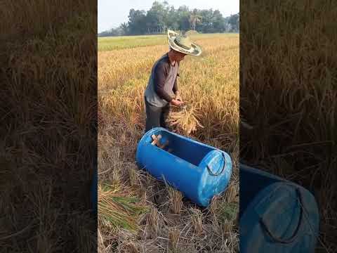 Cara sederhana panen