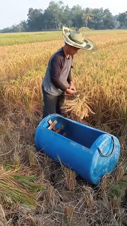 Simple way to harvest rice. #visitani #farmers