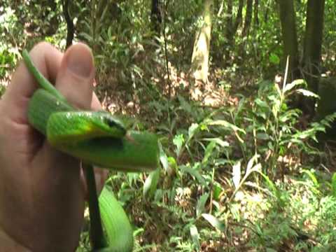 snakebite piercing Greater Green Snake (Cyclophiops major) on Yangmingshan, Taiwan