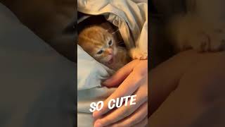 This little cat made my whole day 🐱💖#CuteCatVideo #KittyCat #PetVideos #FunnyKitty #CatMood #Animal